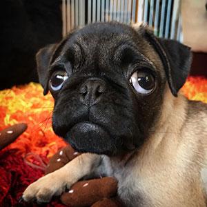 The Franklin EP cover