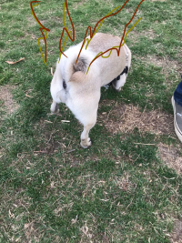 Franklin's butt will crude stink lines drawn in with PhotoShop.